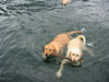 Daisy and her best friend Daffy swimming in Alaska