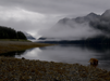 Daisy on a typical foggy Alaska morning