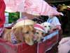 Zeke and Daisy in the July 4th parade